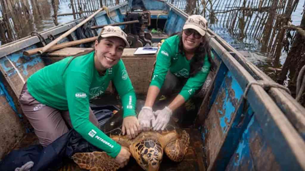 Baía de Guanabara registra retorno de tartarugas-cabeçudas