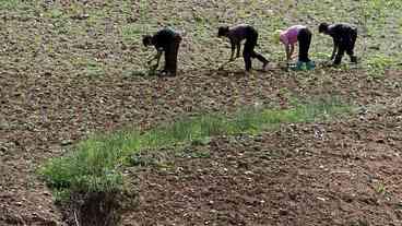Seca na Coreia do Norte ameaça produção agrícola