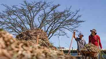 Brasília cria sistemas agroecológicos de quatro biomas