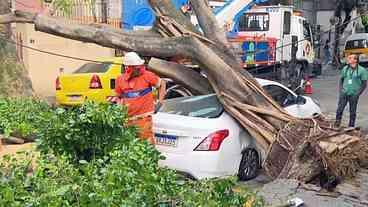 Ventania derruba árvores e causa estragos no Rio