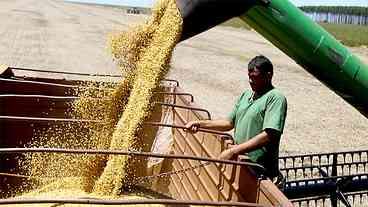 Projeções apontam para safra recorde, no país, apesar do El Niño