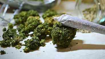 Maconha, no Canadá, já rende mais do que batatas, indica...