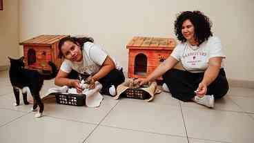 Rio: Instituto Nise da Silveira realiza projeto terapêutico com gatos