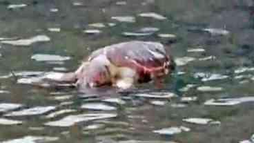 Tartarugas são encontradas mortas em canal na Barra da Tijuca