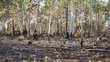 Incêndios aumentam na Amazônia após novo Código Florestal