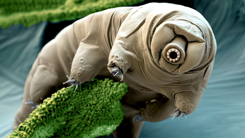 tardigrado.jpg