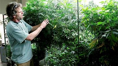 maconha-colorado.jpg