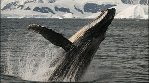 baleia-300x168.gif
