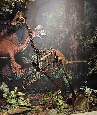 dino.jpg