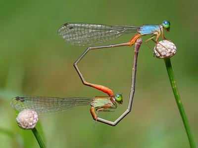 damselflies-heart-shape_31778_990x742-e1300373313333.jpg