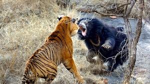 tigre-ursa-300x167.jpg