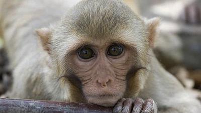 macacos.jpg