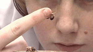 autismo-300x168.gif