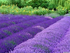 lavanda-300x225.jpg