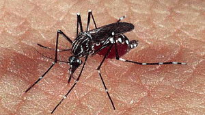 dengue-mosquito-300x168.gif