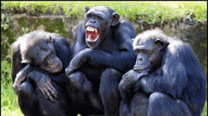 chimpanze-300x168.gif