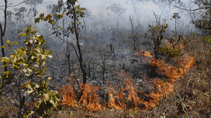 queimada1-300x168.gif