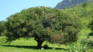 umbu-300x168.jpg