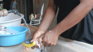 domestica-300x168.gif