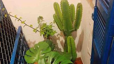 plantas.jpg
