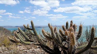 caatinga.jpg