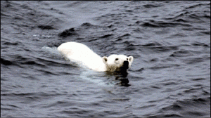 urso-nada-300x168.gif