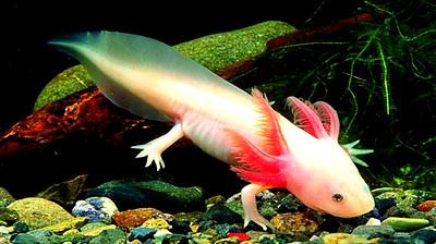 Axolote-bicho-estranho-monstro-agua.jpg