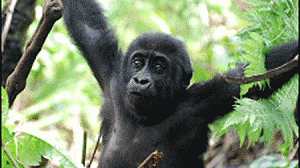 gorila-300x168.gif