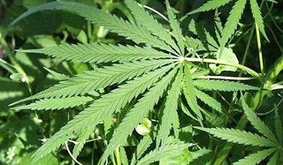 maconhafolhas.jpg