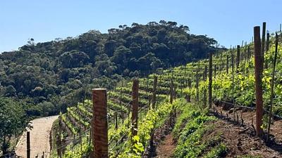 vinhoproducaorio.jpg
