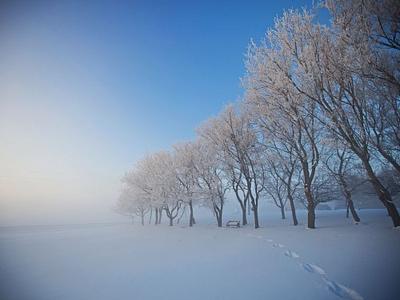 snowy-trees-alberta-canada_30711_990x742-e1294262772274.jpg