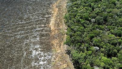 amazonia.jpeg