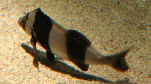 peixebobofaixanegra-300x168.gif