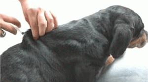 vacina-caes-300x168.gif