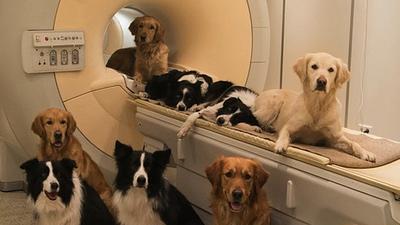 caninosaudecerebro.jpg