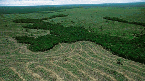 desmate-amazonia-300x168.gif