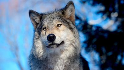 lobo.jpg