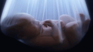 feto-300x168.gif