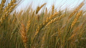 trigo-300x168.gif