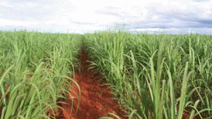 cana-de-acucar-300x168.gif