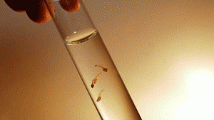 dengue-lava1-300x168.gif