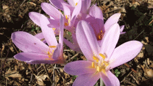acafrao-300x168.gif
