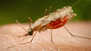 malaria-300x168.gif