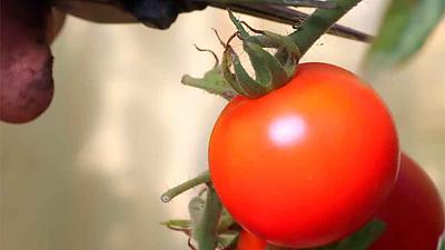 tomate.jpg