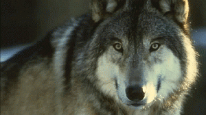 lobos0001-300x168.gif