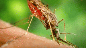 repelente-300x168.gif