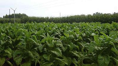 tabaco.jpg
