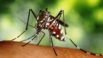 dengue.gif