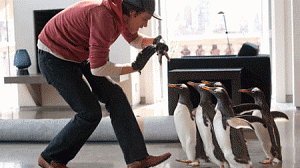 Os-Pinguins-do-Papai-300x168.gif