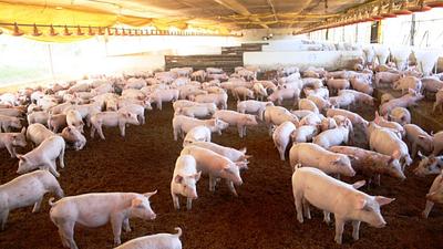 suinos-exportacao1024x576.jpg